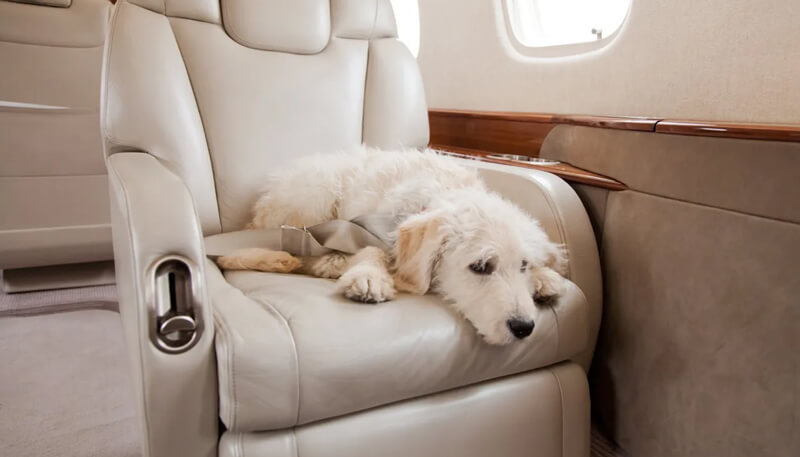 A pet dog sat on board a luxury VIP private jet booked by Dela World Charter.