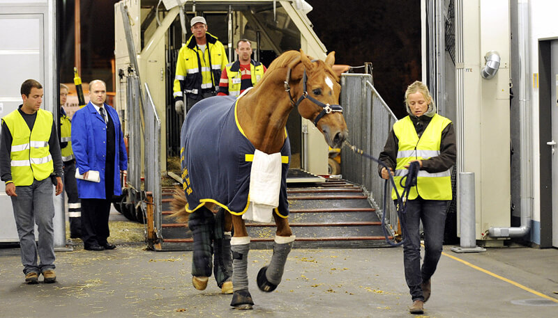 Horses, livestock, and live animals being transported via air cargo charter by Dela World Charter.