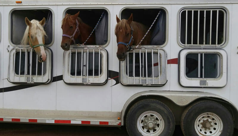 Horses being transported on the road following a live animal air cargo charter by Dela World Charter.